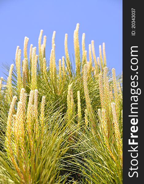 Beautiful needle leaf pine tree