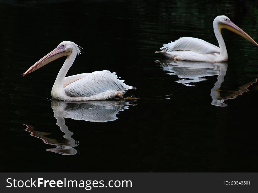 Two pelicans with black background.