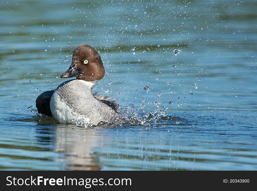 A Goldeneye cleans herself and splashes the water around. A Goldeneye cleans herself and splashes the water around..