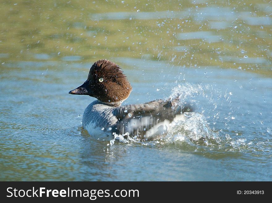 A Goldeneye cleans herself and splashes the water around. A Goldeneye cleans herself and splashes the water around..