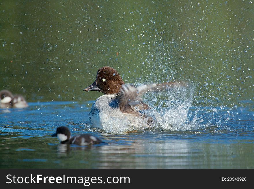 A Goldeneye cleans herself as a couple of chicks swim by. A Goldeneye cleans herself as a couple of chicks swim by