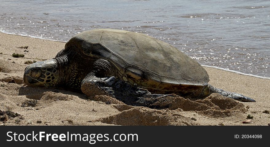 Hawaiian Sea Turtle basking on the beach in Hawaii. Hawaiian Sea Turtle basking on the beach in Hawaii.