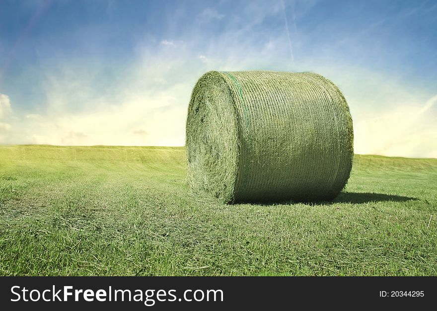 Green bale of weed on a field. Green bale of weed on a field