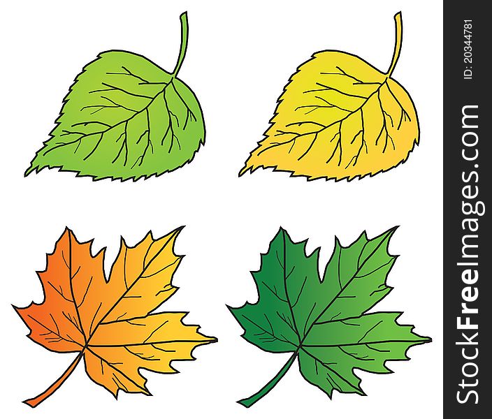 Spring and autumn colorful leaves of a birch and maple. Vector illustration. Spring and autumn colorful leaves of a birch and maple. Vector illustration.
