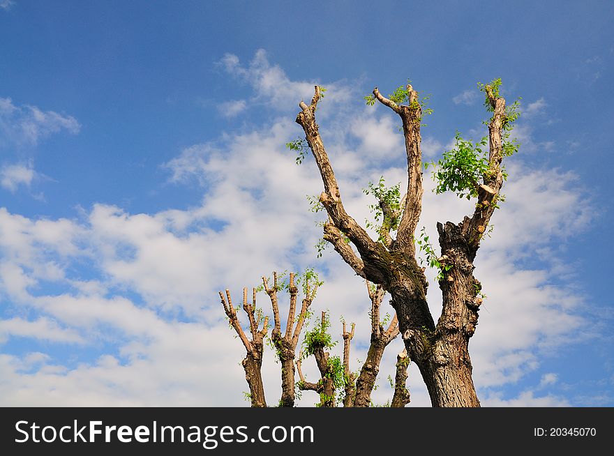 Branches of trees, sky and clouds background. Branches of trees, sky and clouds background