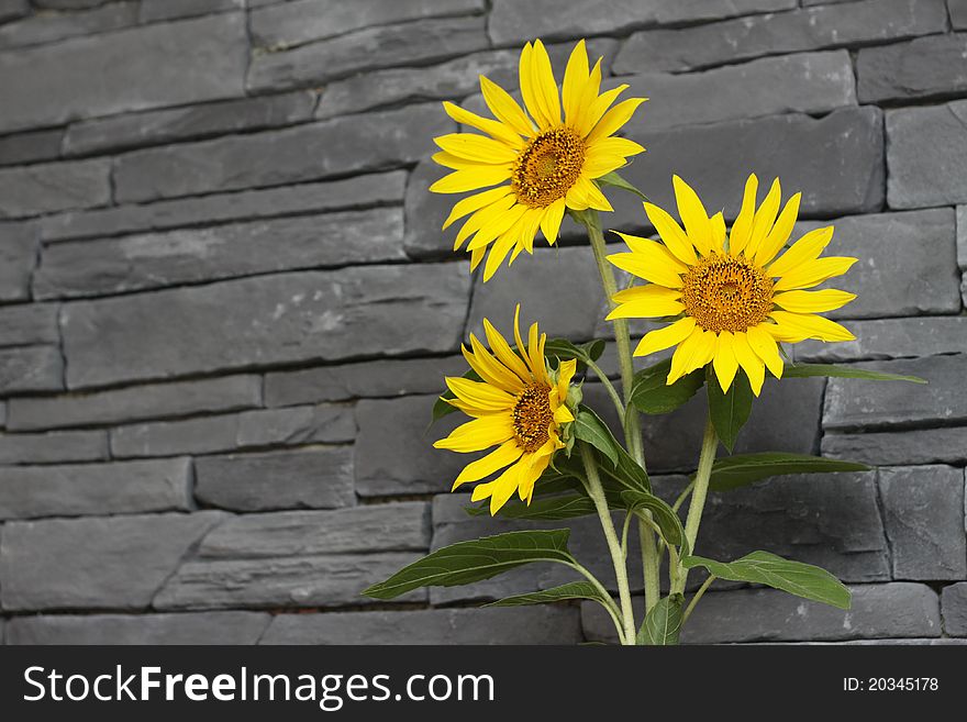 Sunflowers over the modern wall