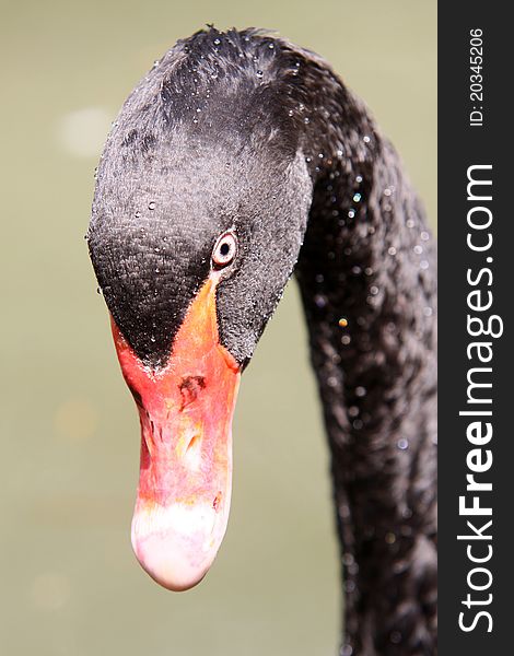 Photo of head of black swan