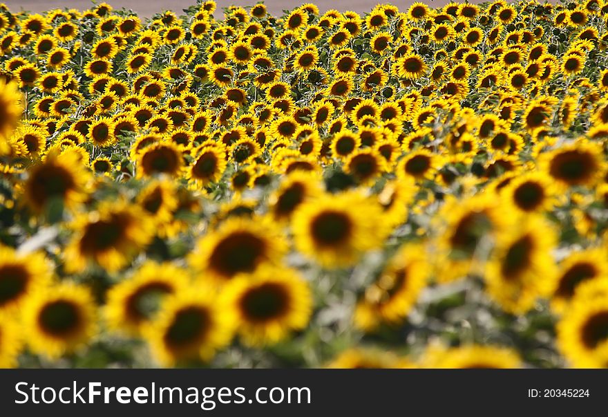 Field with sunflowers during summer time