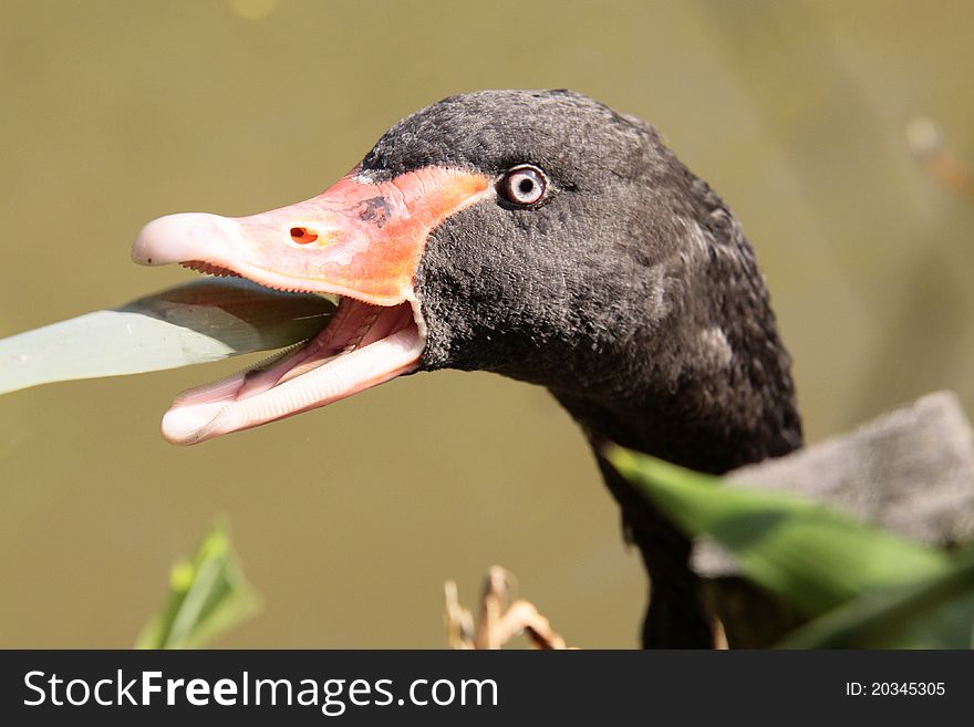 Portrait of black swan eating grass. Portrait of black swan eating grass