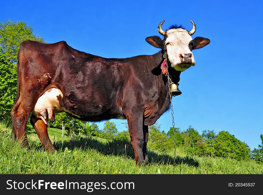 A cow on a summer pasture in a summer rural landscape