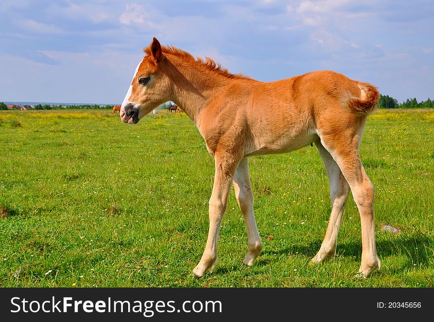 A foal with on a summer pasture in a rural landscapee. A foal with on a summer pasture in a rural landscapee.