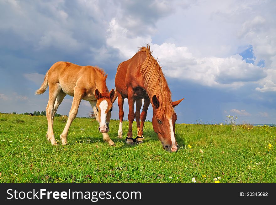 A foal with a mare on a summer pasture in a rural landscapee.