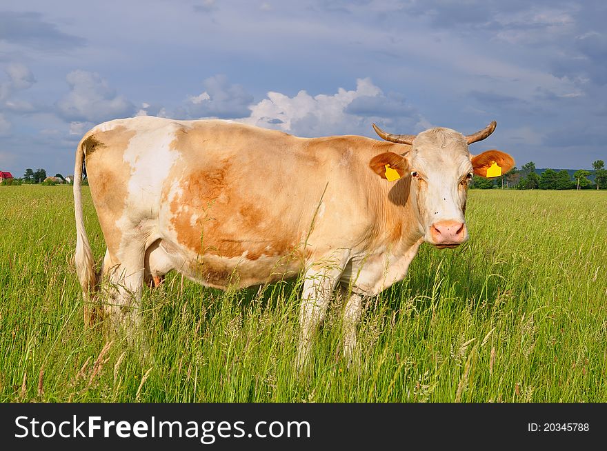 A cow on a summer pasture in a summer rural landscape