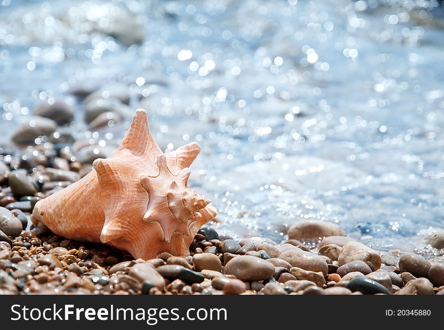 Orange cockleshell on sand closeup