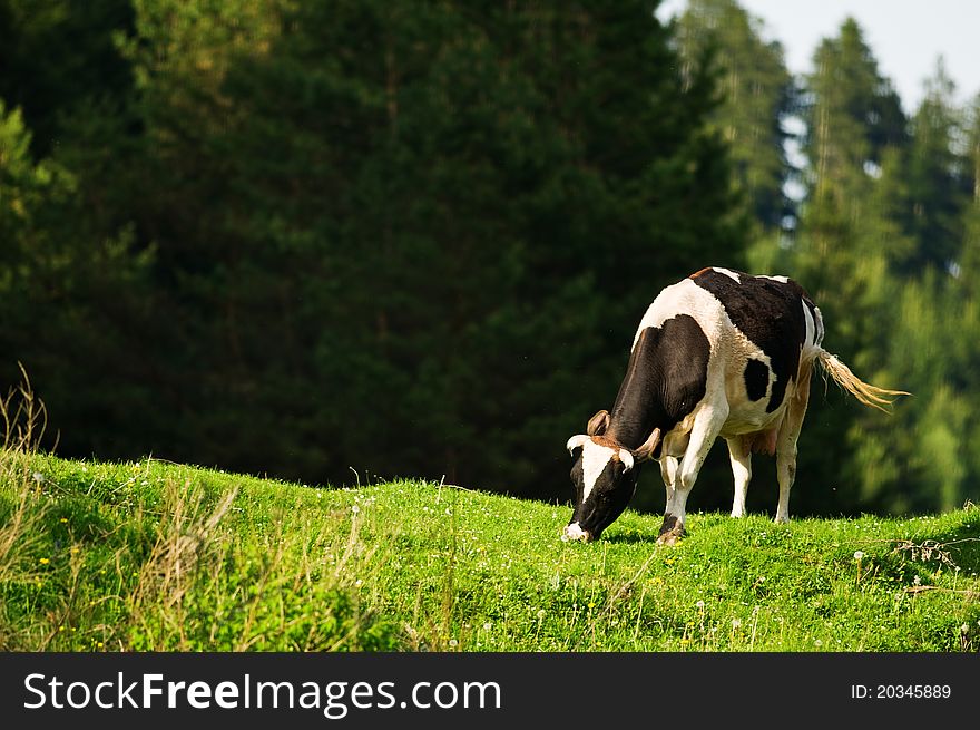 Beige grazing cow on green field