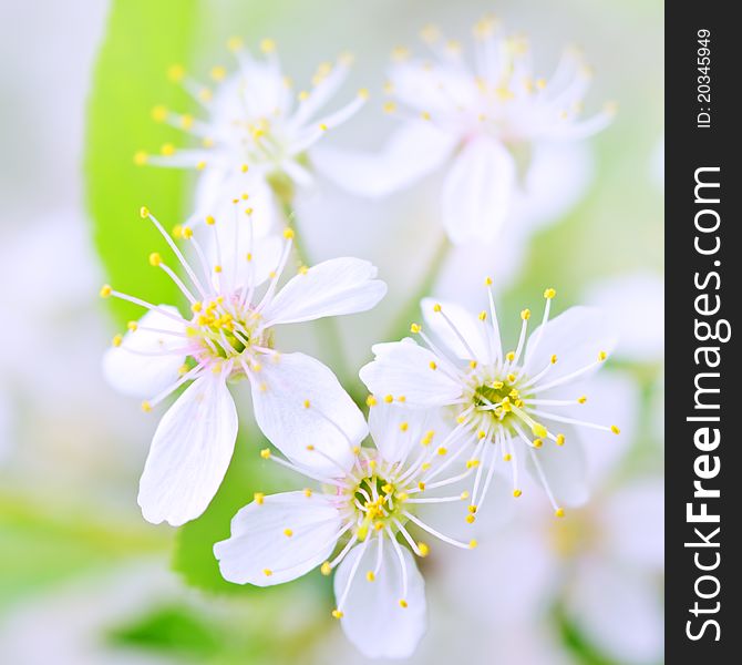 White cherry blossoms close-up on a light background