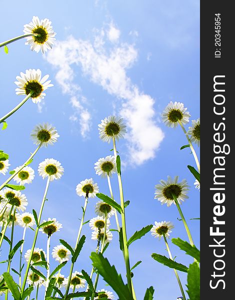 White daisies on blue sky