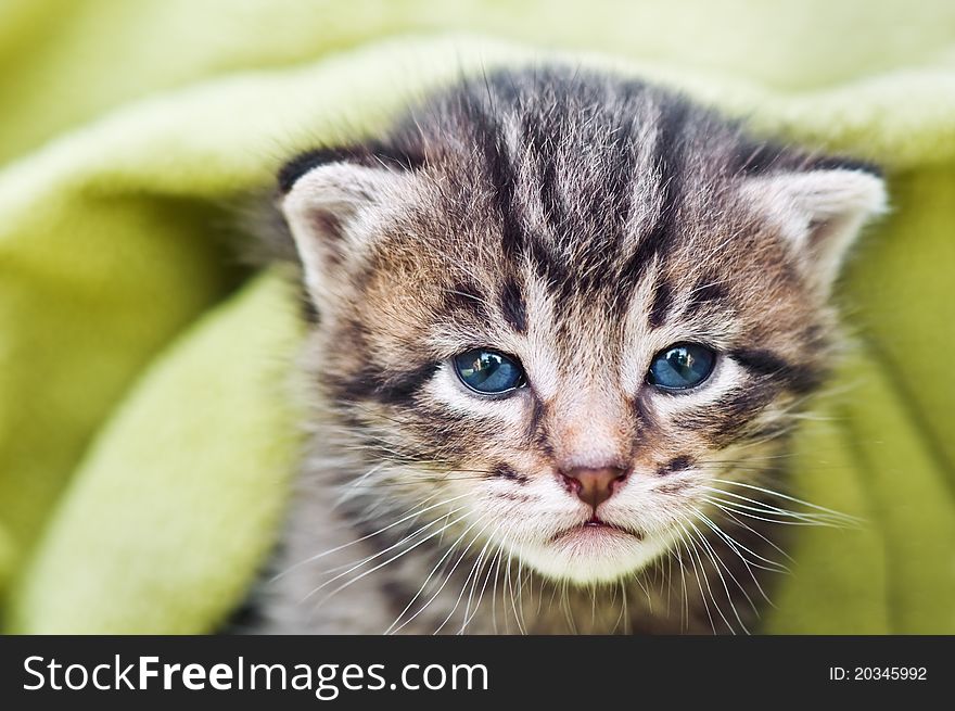 Small kitten face close up