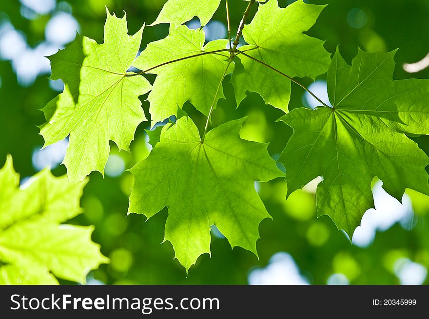 Green maple leafs close up