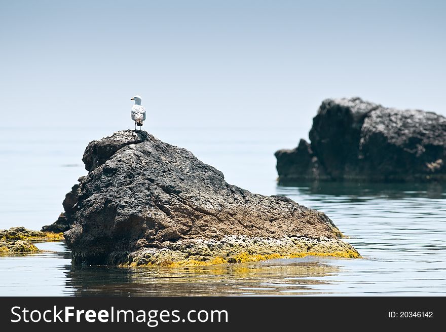 Seagull sitting on rock in sea