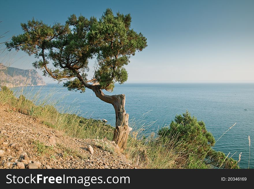 Sea, tree and mountain landscape