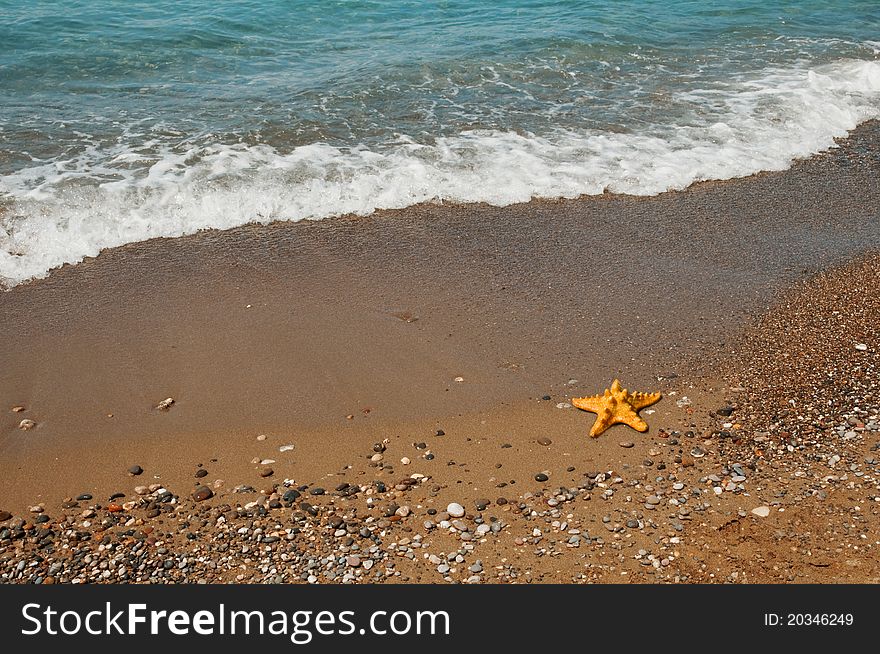 Small red starfish on sand