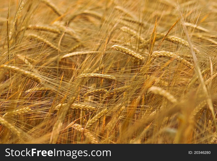 Ripe yellow wheat with stalks by grains