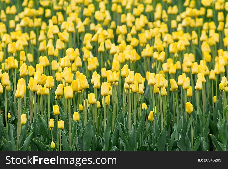 Yellow tulip field close up