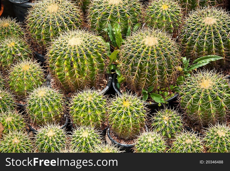 Cactus farm garden for sale