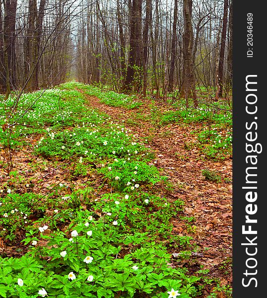 Beautiful spring landscape in the forest with blooming flowers