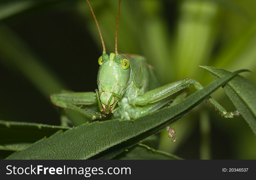 The big green grasshopper sitting on a blade