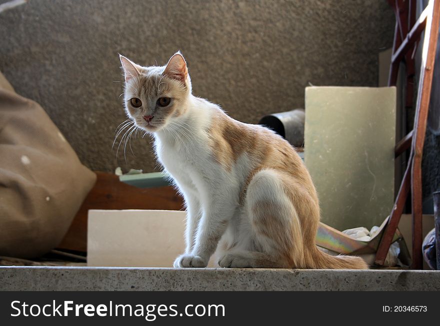 A cat surrounded by a home clutter in the background on the roof of a building stock photo. A cat surrounded by a home clutter in the background on the roof of a building stock photo