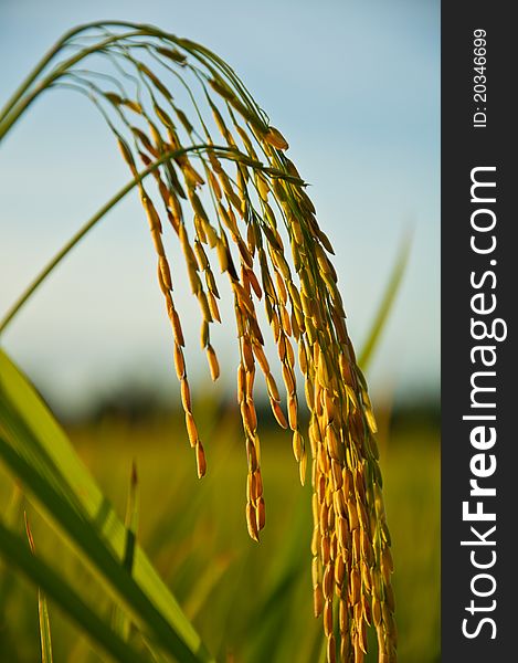 Spike In Thai Farm Rice Near Sunset