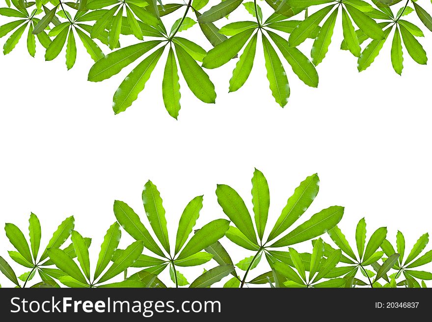 Green leave on white background. Green leave on white background