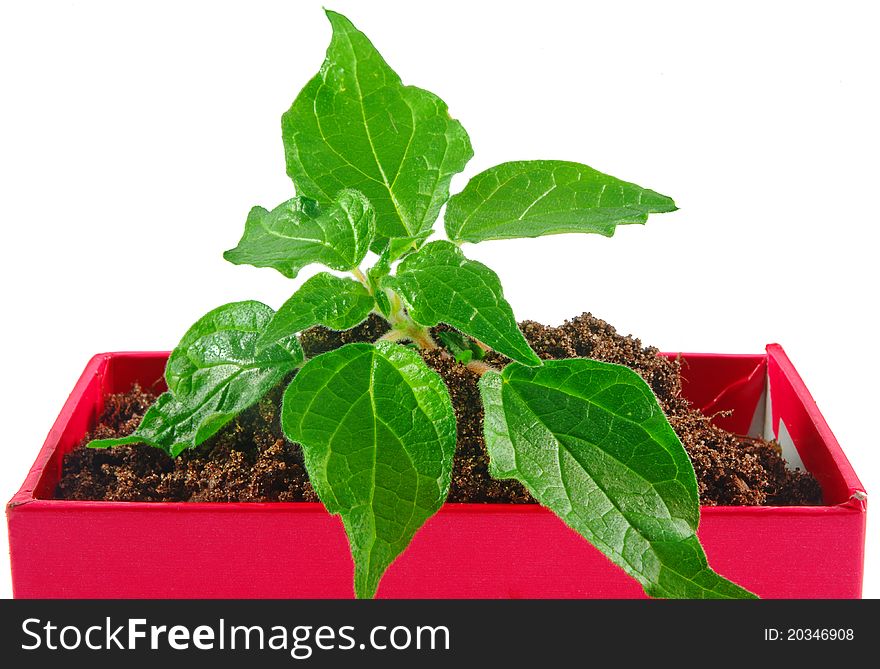 Green plant leaves in red box closeup