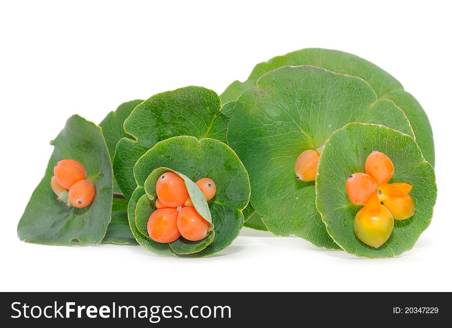 Honeysuckle leaves and berries isolated on a white background