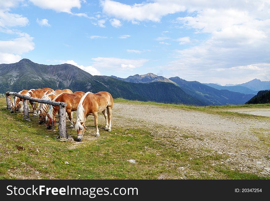 Grazing horses at the top of the mountain. Grazing horses at the top of the mountain