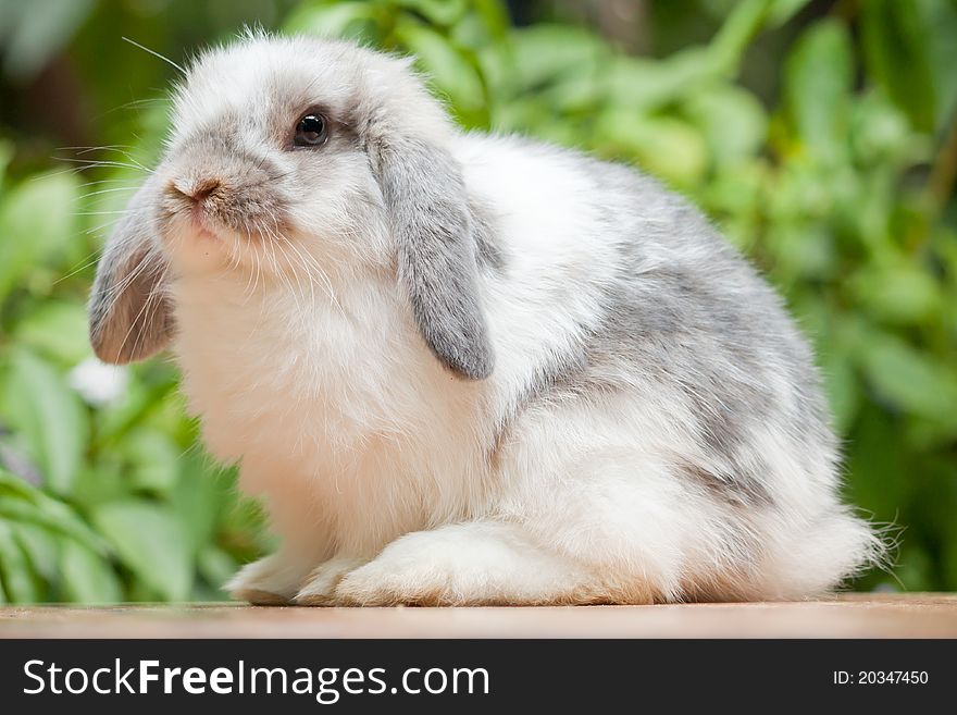 Cute holland lop rabbit at outdoor
