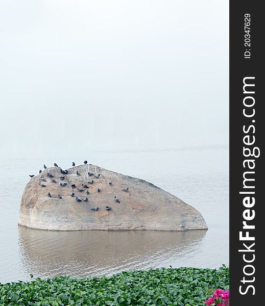 Water pollution with plant Water hyacinth plant growth.