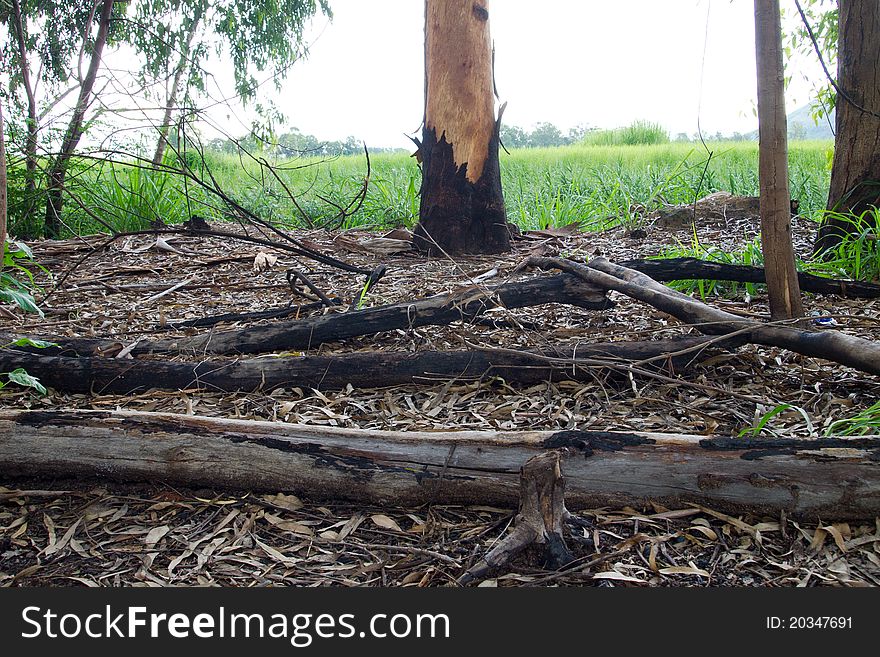 Trees has been burned by human. Trees has been burned by human