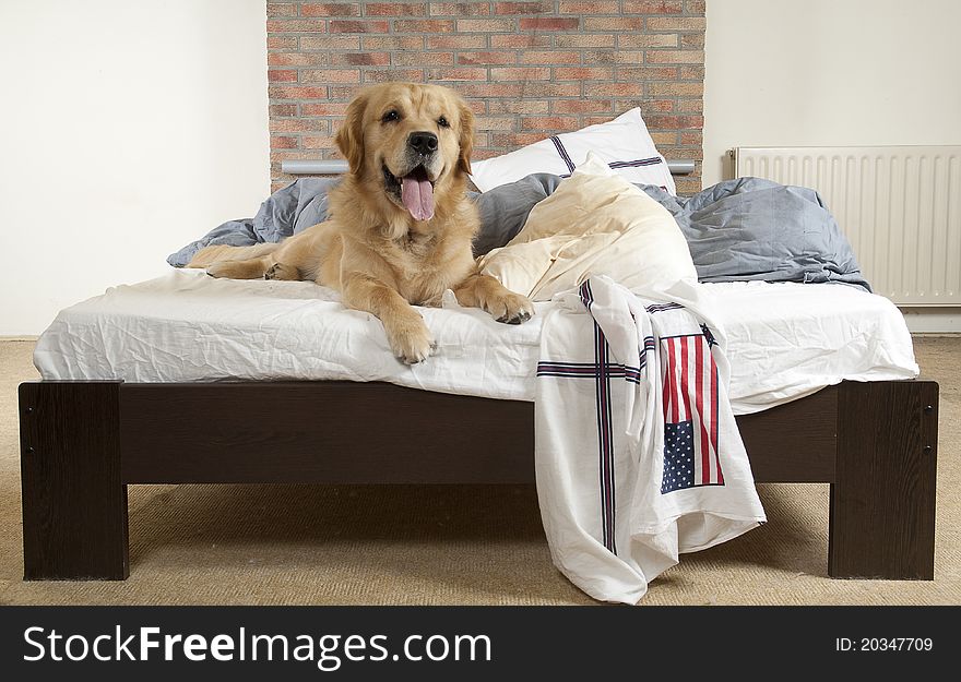 Golden retriever demolishes a pillow on a bed in a bedroom