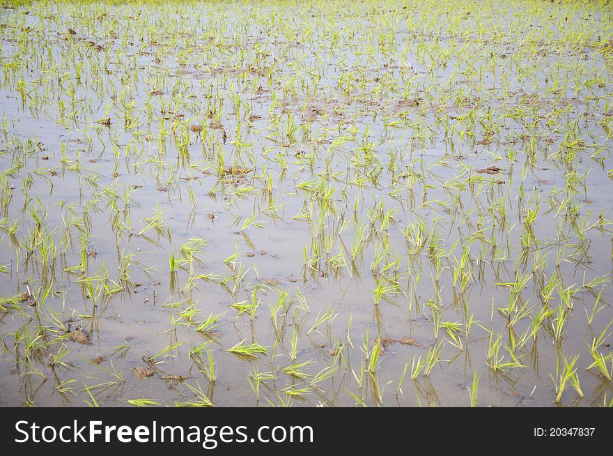 Throwing Rice Seedlings ,agriculture background