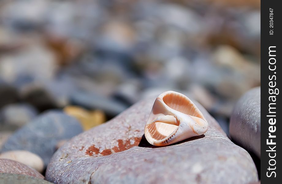 The Remains Of Shells Rapana