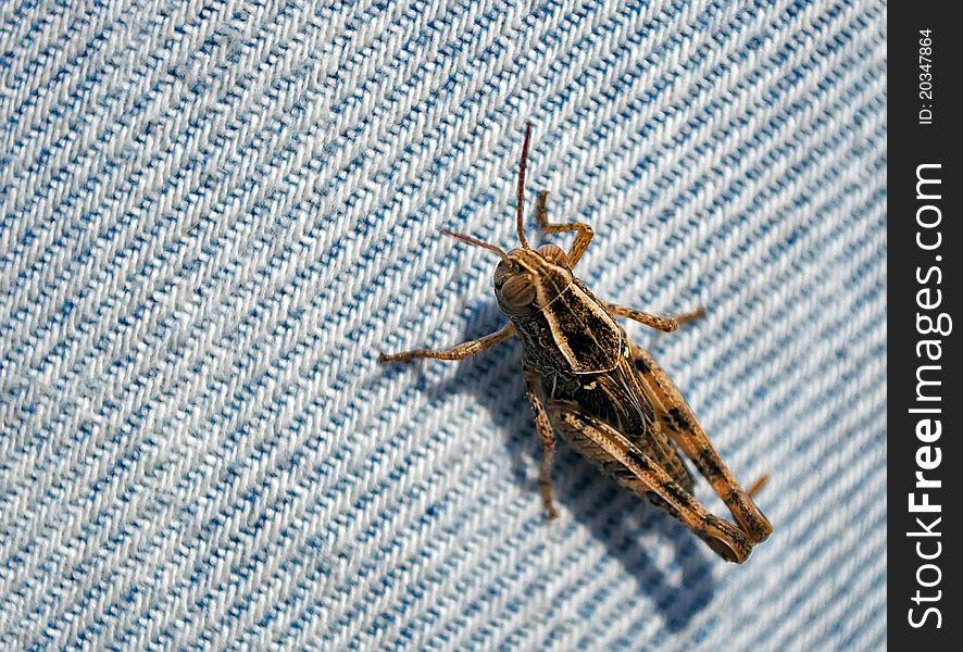 One variety of grasshopper sitting on blue jeans