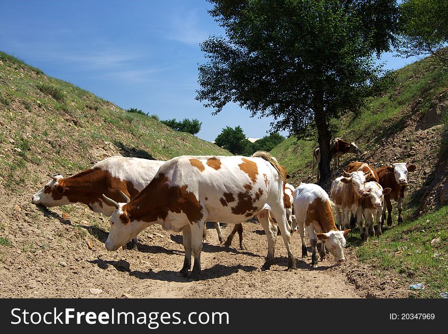 A group of cows moving forward