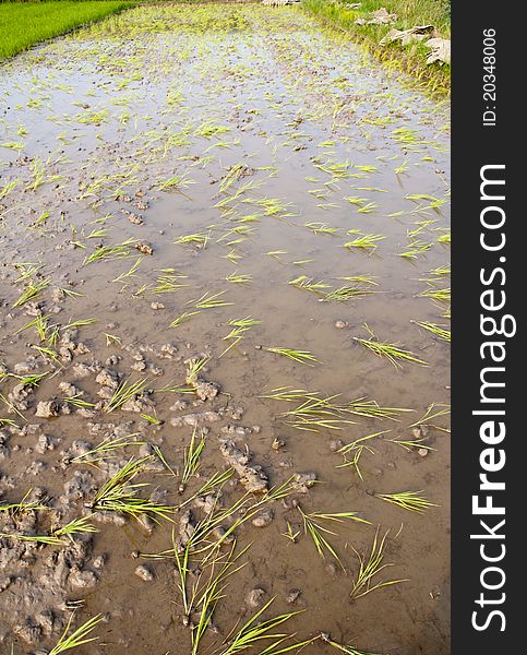 Throwing Rice Seedlings ,agriculture background