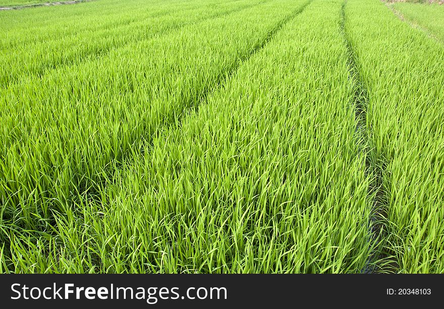 Rice seedlings,agriculture background,asia