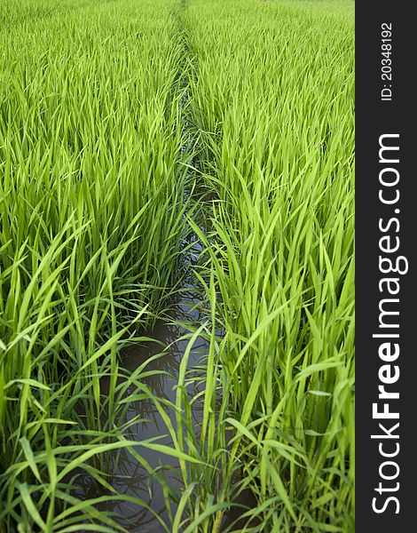 Rice seedlings