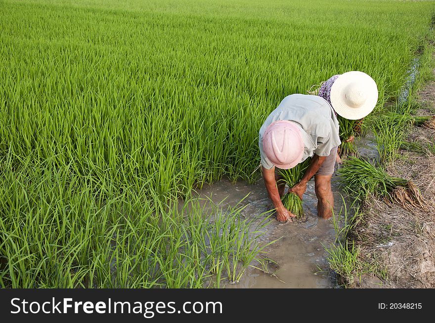 Asian Peasantry Grow Rice