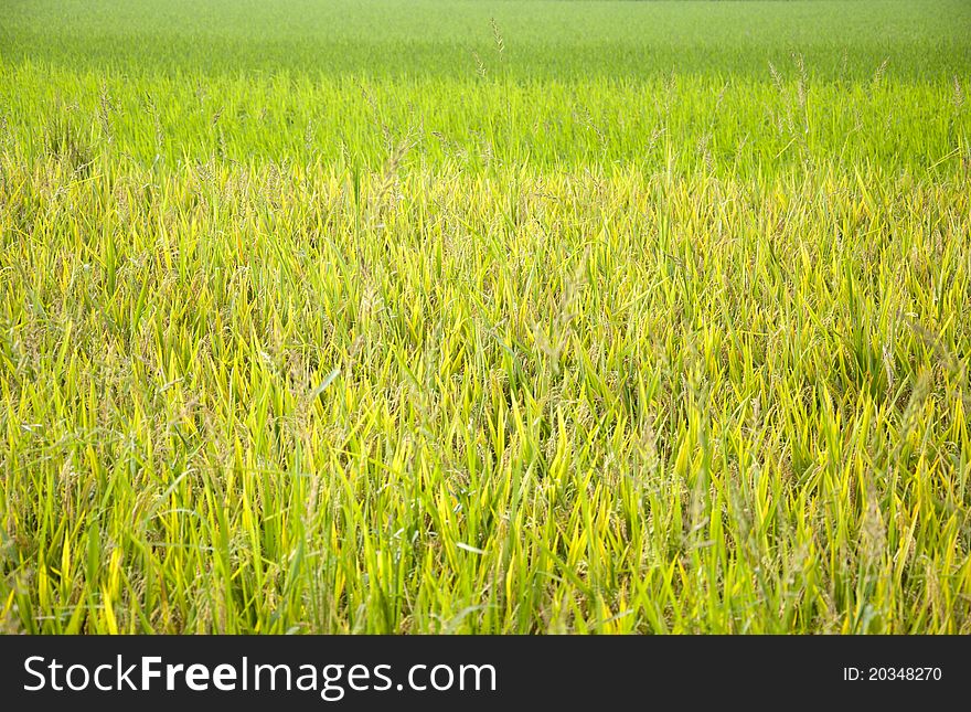 Rice and rice seedlings,background